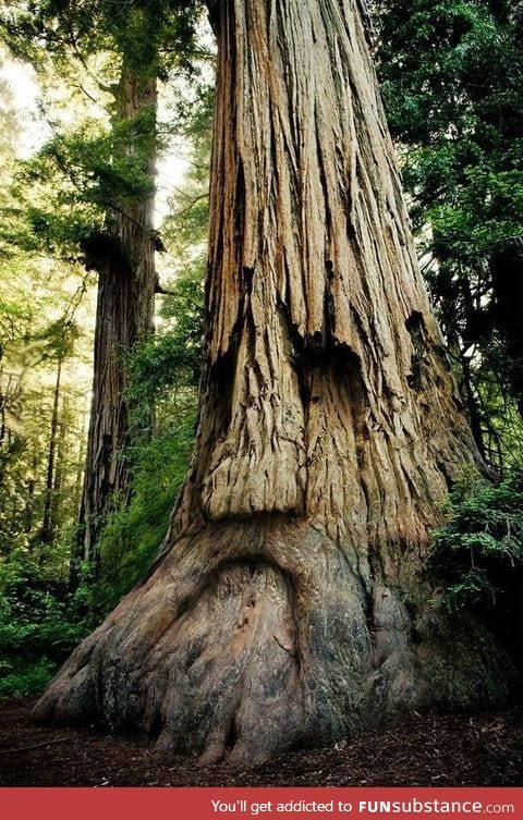 Deku tree