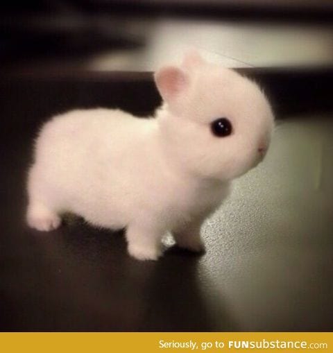 Cute Norwegian Netherlands dwarf bunny