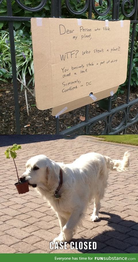 Who steals a plant?