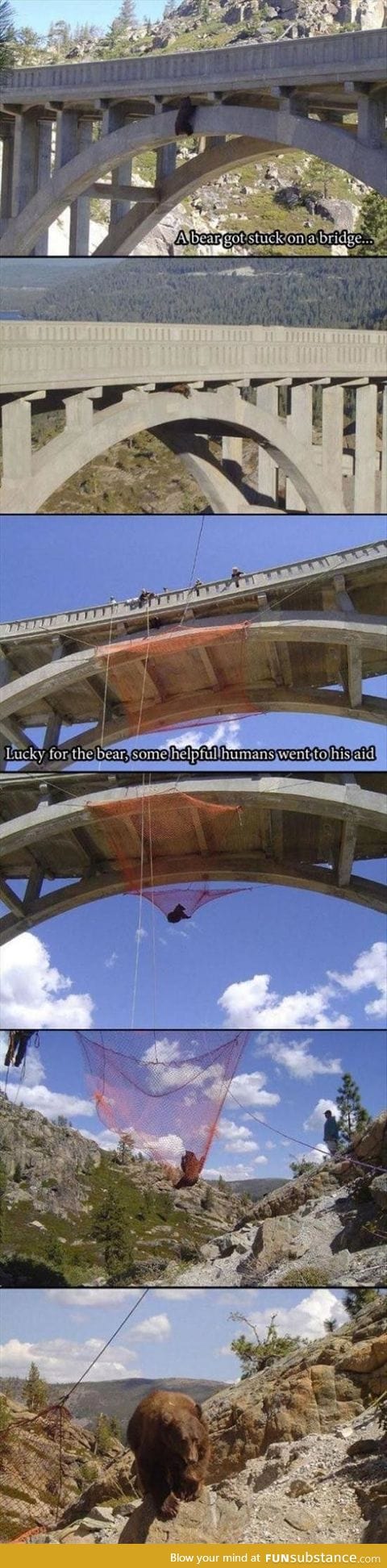 Bear got stuck on a bridge