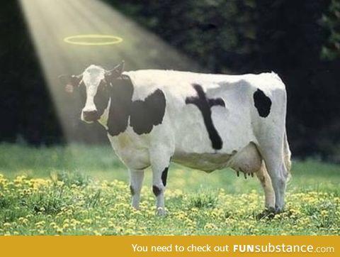 Holy cow!