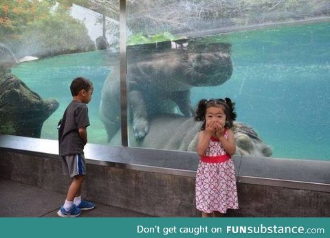 f*cking hippos