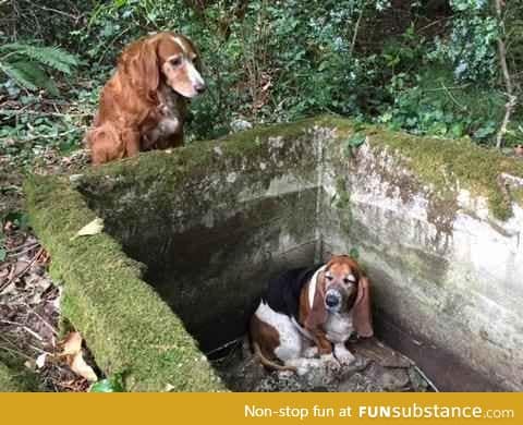 Dog watches over trapped bestfriend for a week