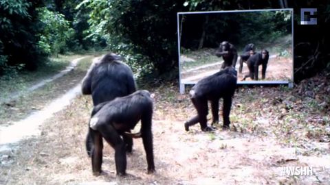 What happens when scientists install a mirror in the hoodest part of the jungle?