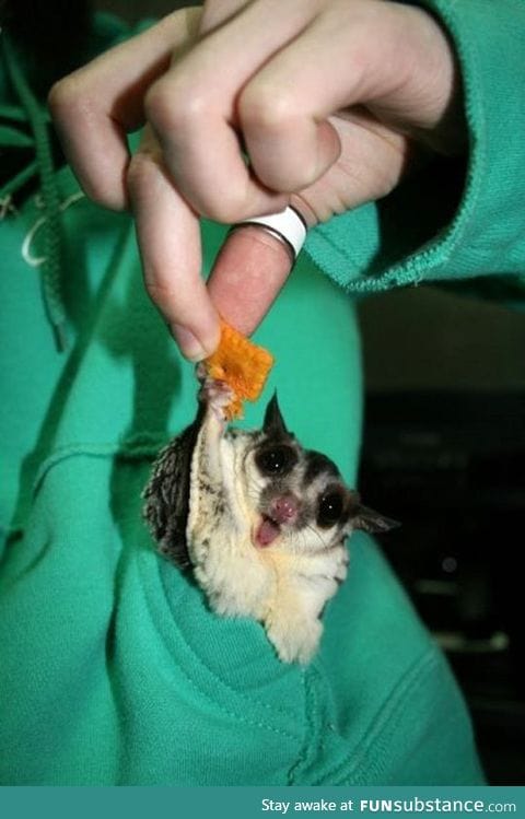 Gimme all the cheez-its!