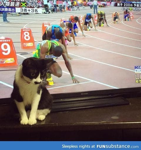 Ready, set, cat!