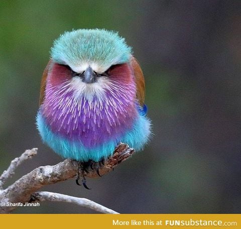Lilac-breasted roller