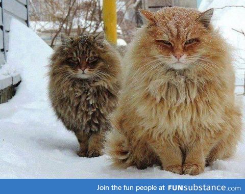 Norwegian forest cat