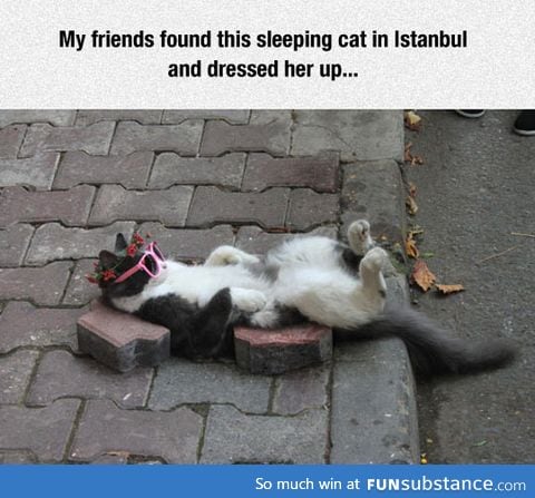 Sleepy cat