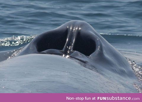 A blue whale's blow hole looks just like a giant nose