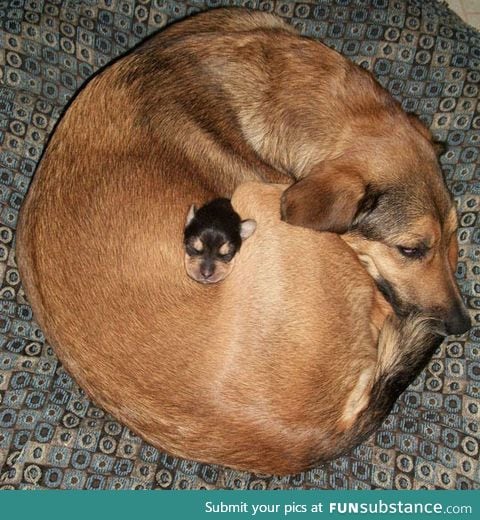 It's The Perfect Sleeping Spot