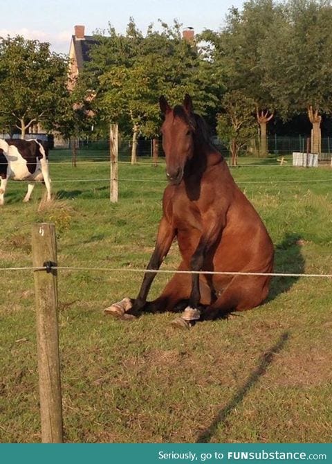 I forgot how to horse
