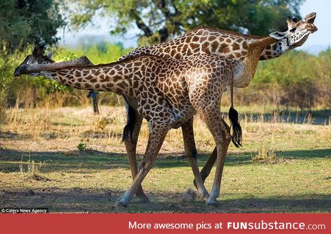 Secret giraffe handshake