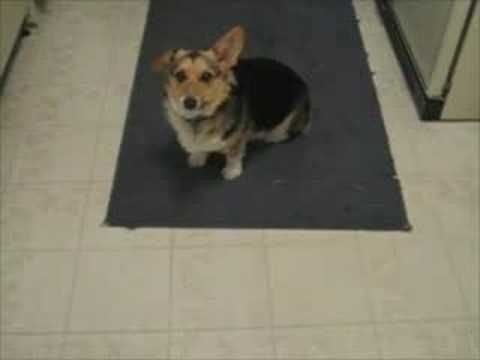 Dog only responds to Beatles voice