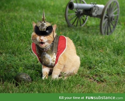 Googled "Prussian cat" was not disappointed