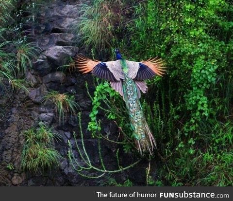 The majestic full plumage of a peac*ck in flight