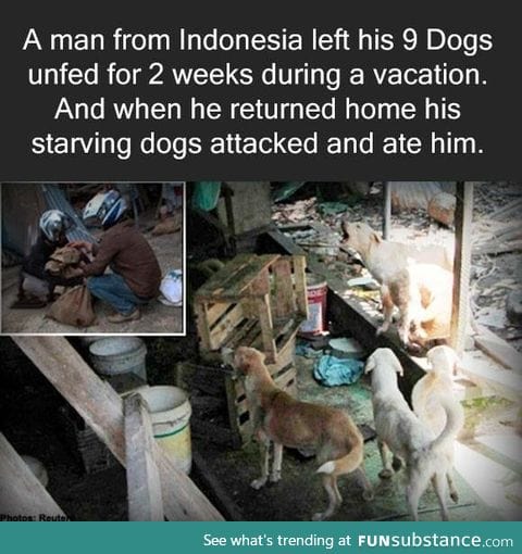 Is it really that hard to have someone look after your dogs for you?