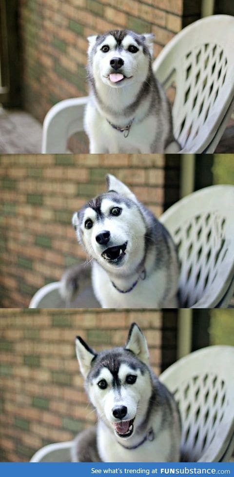 Cute husky being cute as hell!