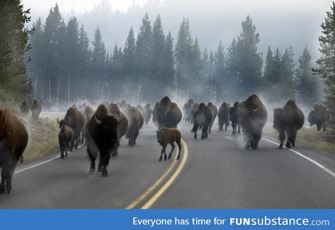 Morning rush hour traffic in Yellowstone National Park