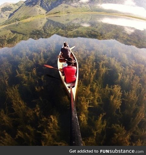 The underwater forest