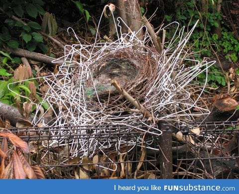 Crows are artists too!