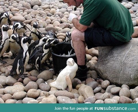 An albino penguin