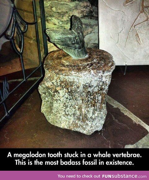 Most badass fossil