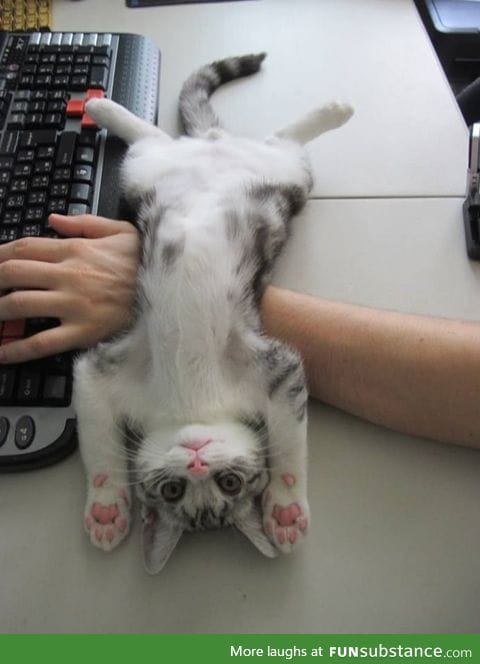 When your cat is trying to get my attention while working