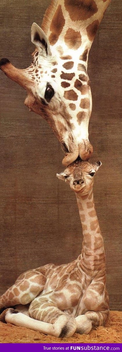 Giraffe kiss