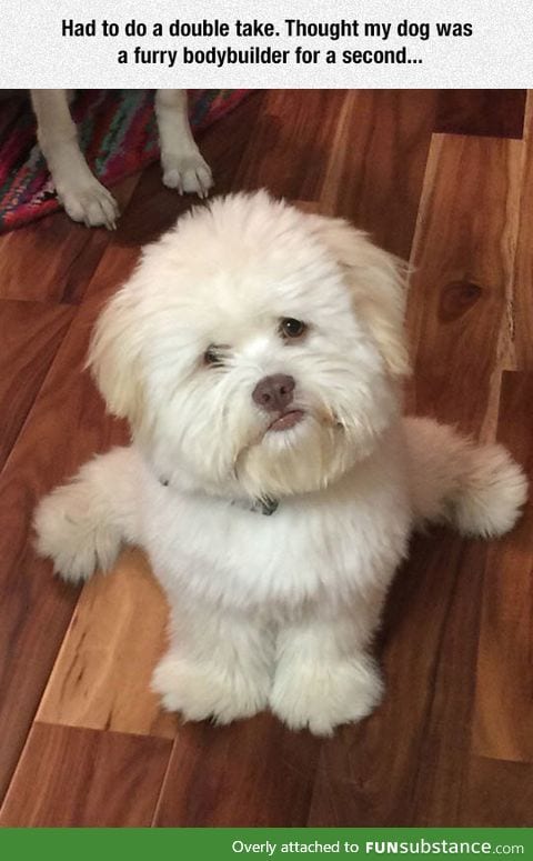Furry bodybuilder