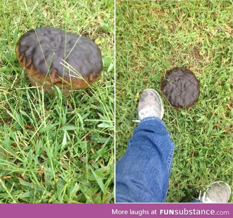 This mushroom in my yard looks just like a giant chocolate DONUT!