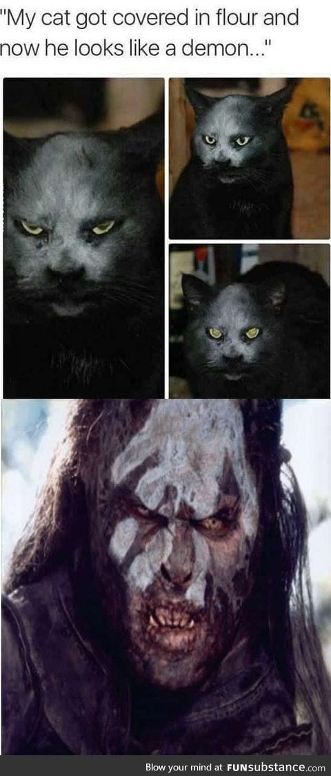 Meet demon cat