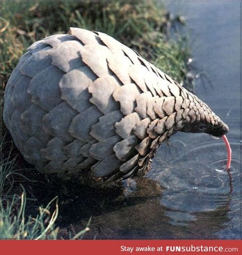 Pangolin