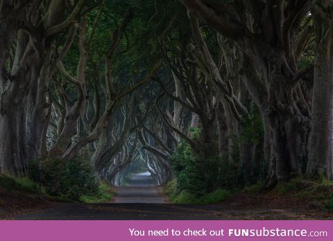 The dark hedges, Ireland