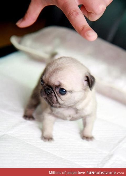 Tiny teacup pug