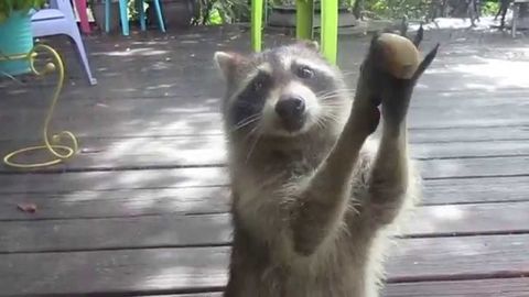 Raccoon knocks at the door for food! Lol