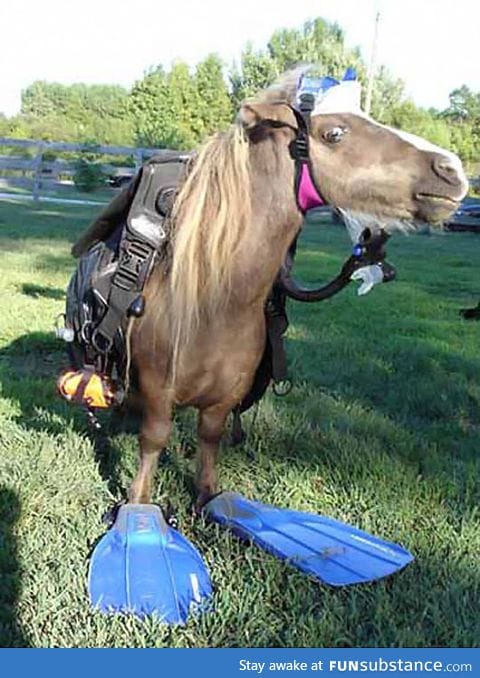 And here we see a wild sea horse
