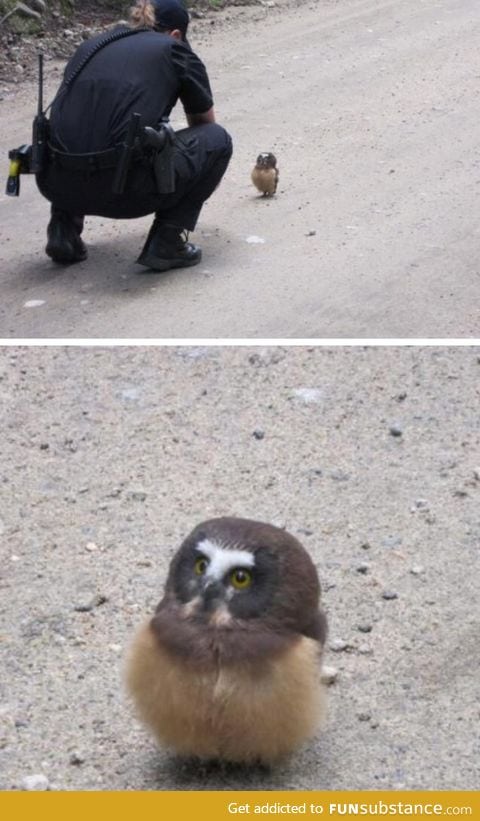 "Do you know why I pulled you over, sir?"