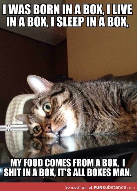 Calamity cat