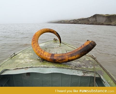 Freshly unearthed Mammoth tusk
