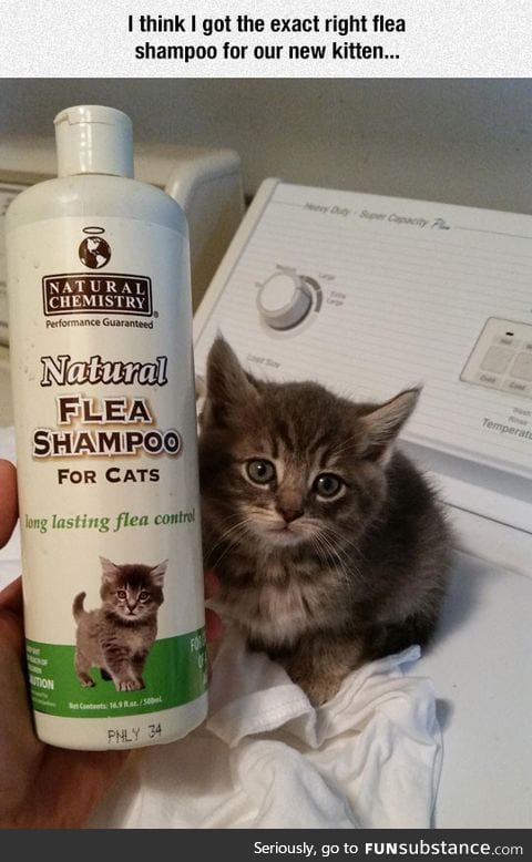 The right flea shampoo
