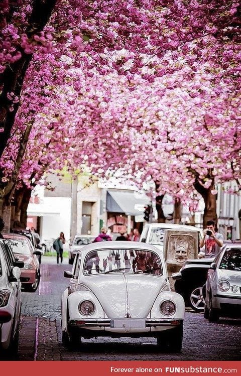 Fresh cherry blossom