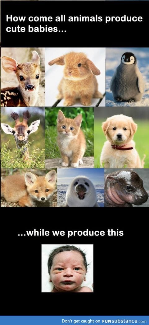 As a human, I find it interesting that we find babies of other species cuter than our own