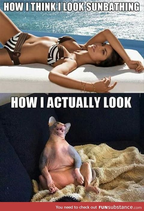 Almost anything with a hairless cat entertains me