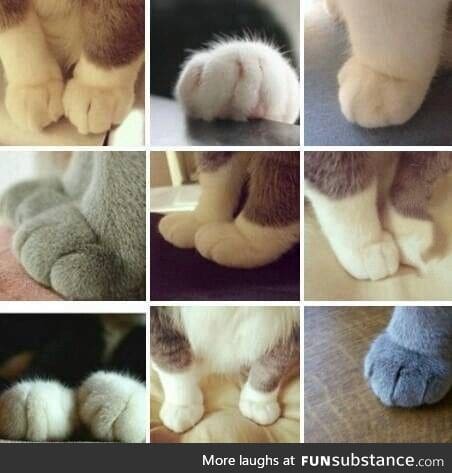 The paws