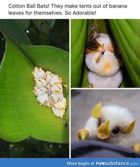 Yes, they're real! The Honduran white bats