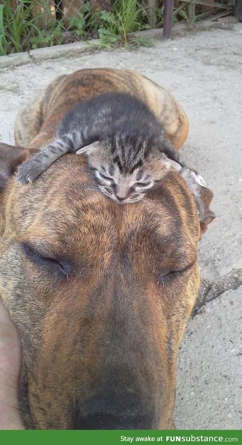 The cutest headache