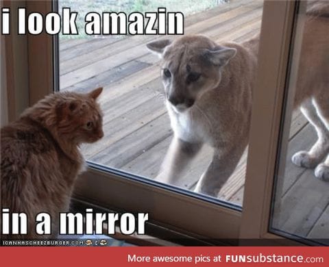 Explains my cat.