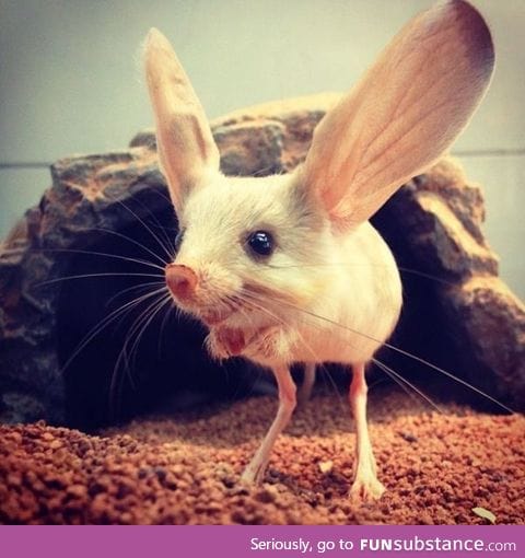 Meet the Jerboa!