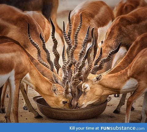 Horn bouquet